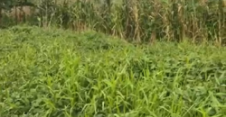 Land for Sale – 1.5 Plots in Azikoro Town, Yenagoa