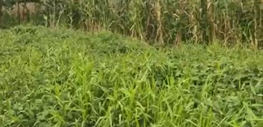 Land for Sale – 1.5 Plots in Azikoro Town, Yenagoa